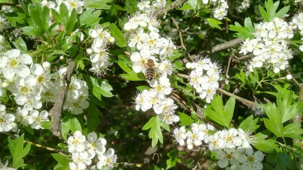 galagonya_virágos_ágvég