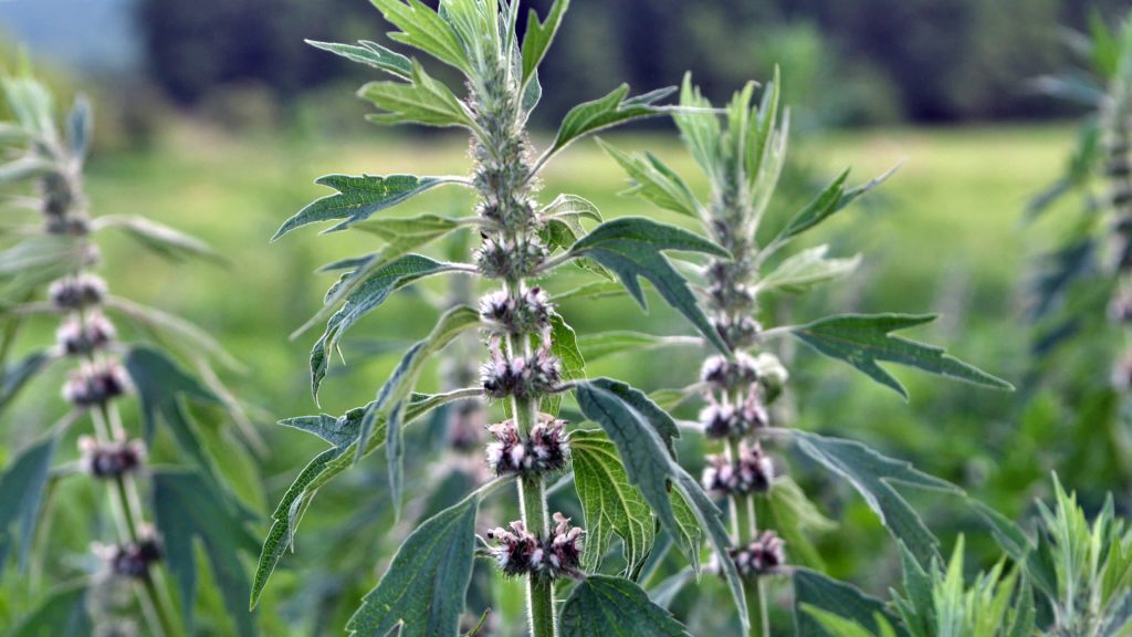 szúrós gyöngyajak