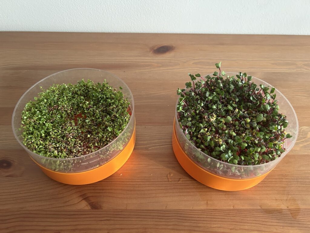 Elkészült csírák