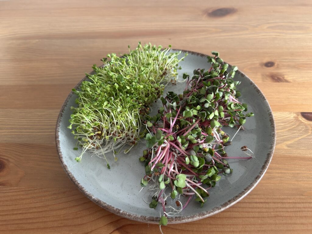 Retek és brokkoli csírák